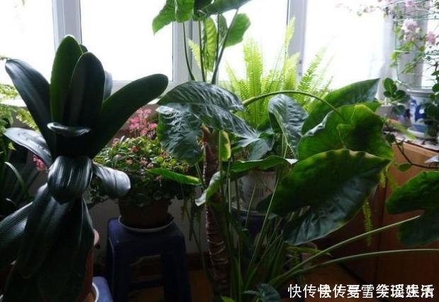 花卉|这3种花是“吸氧精”，可别养在卧室，争分夺秒的和你抢氧气