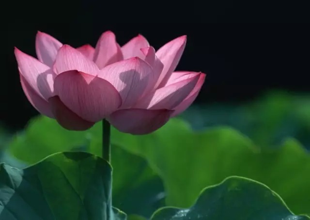 瑞香花|全国56市市花,太美了