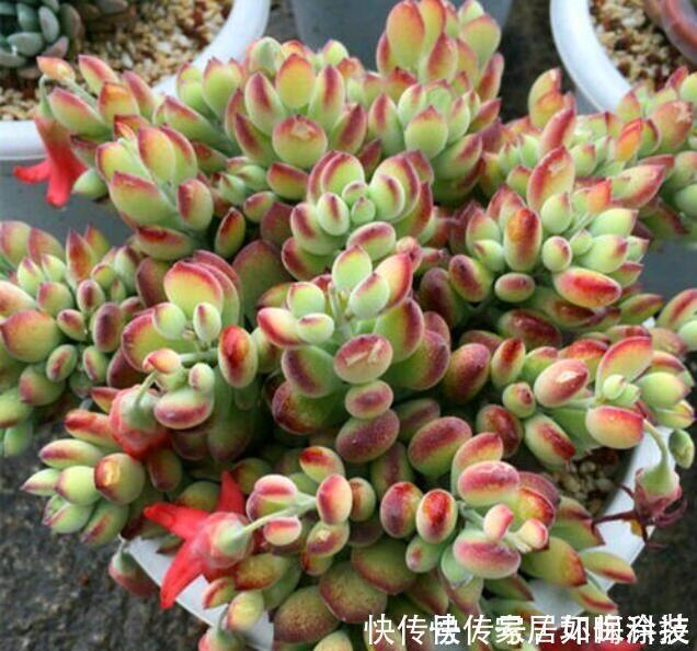 5种自带体香的多肉植物,阳台养一盆,香喷喷