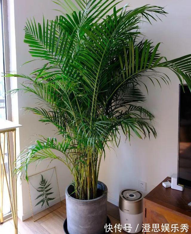 6种花，能养人，高档大气有品味，越养越有“好身体”