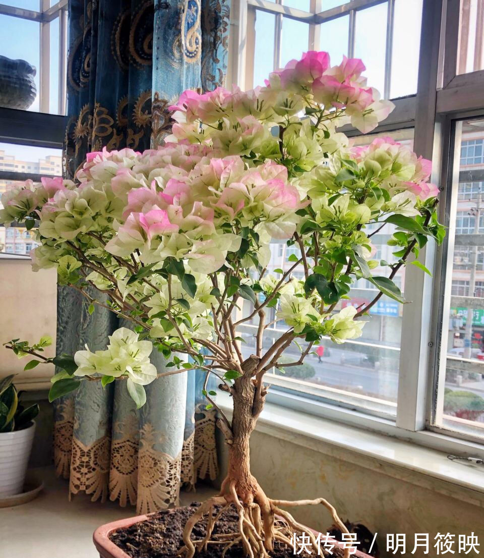 盆景|养了10年的三角梅,一年“修剪”5、6次,变成“老桩”盆景