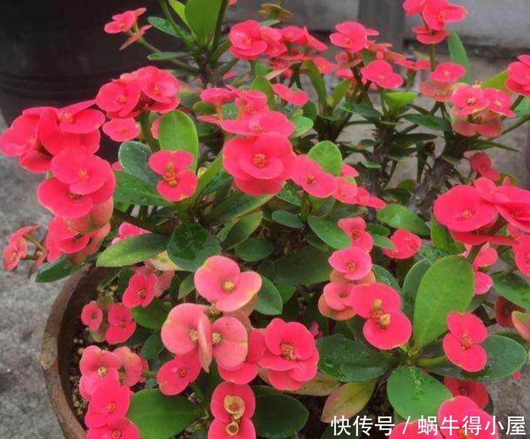 家里养8种耐旱花，不用经常去浇水，也能开花满盆