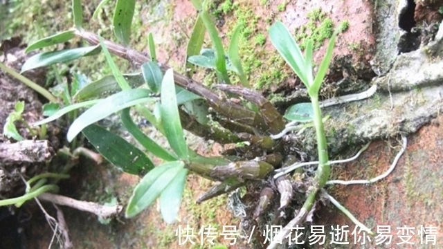 人称“皇帝草”,若出现您家岩石上,请保护好,价值堪比“黄金”