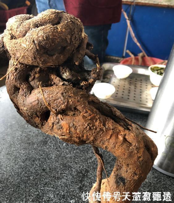 三角梅老根不要丢,4步做成根艺盆景,价值翻倍