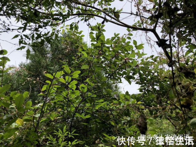 五树&俗话说“院中栽五树,子孙一直富”,啥意思指的是哪五种树