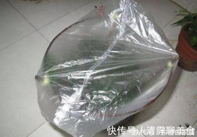 养花|塑料袋是好东西，养花经常用到，它有3个“妙用”，新手牢记！