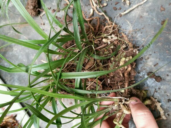 兰花龙蛋怎么形成的兰花龙蛋是龙根苗吗龙根苗和艺兰的关系