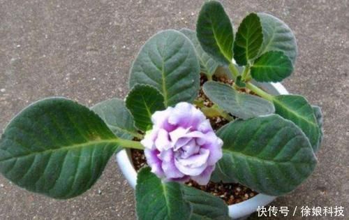 家里养4种花，只用叶子就能插活，方法也简单