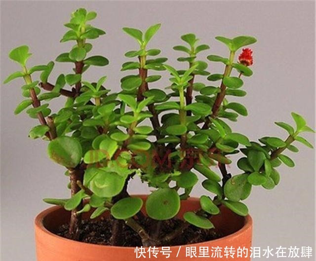 金枝玉叶长的“狂魔乱舞”,剪几刀,秒变“悬崖桩”,烂根也不怕!