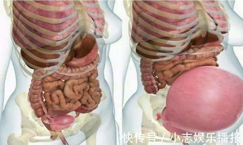 孕妇|孕妇的“肚量”有多大一张图告诉你答案孕妇的内脏都被挤没了