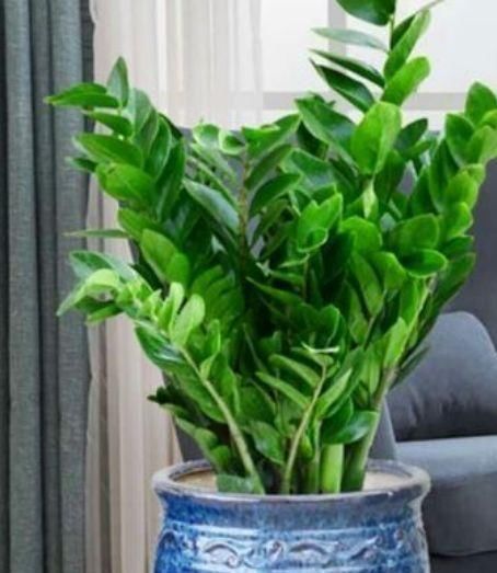 开花最香的4种花,旺宅、招财好兆头,鸿运当头事业顺!