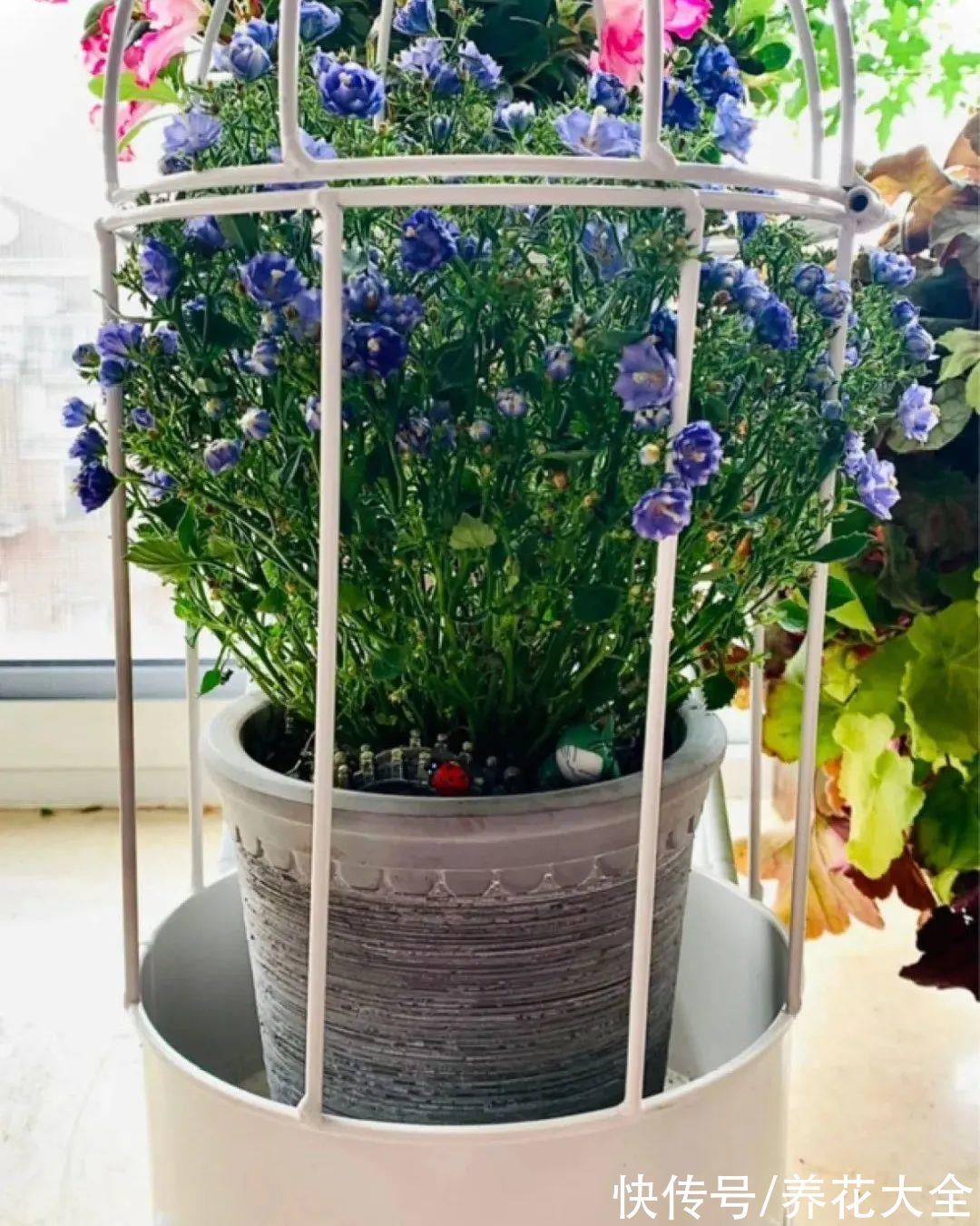 今冬最火网红花,密密麻麻“风铃”花苞,气质十足有格调