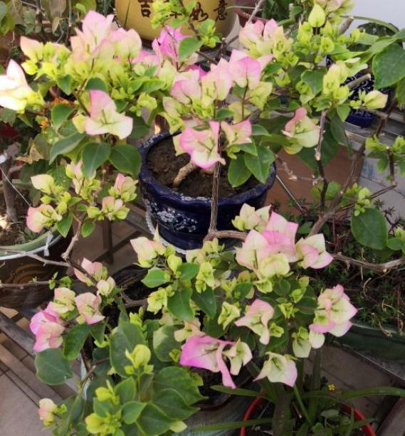 三角梅长势不佳、开花少该怎么办多注意4件事,养护零失误