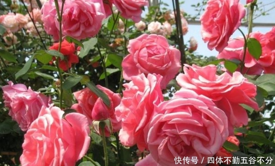 养花就养这几款,花朵小巧玲珑,花姿妖娆,四季繁花似锦