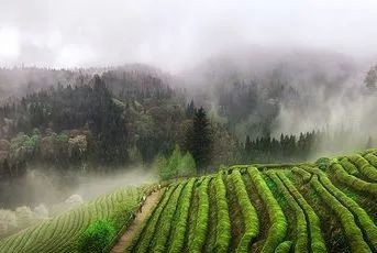 定制|多年转化后，为什么枣香成了寿眉饼茶的专属定制？