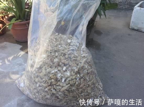 发酵|老花匠：扔4种“东西”，就是扔钱，比花肥还好用，不花钱！