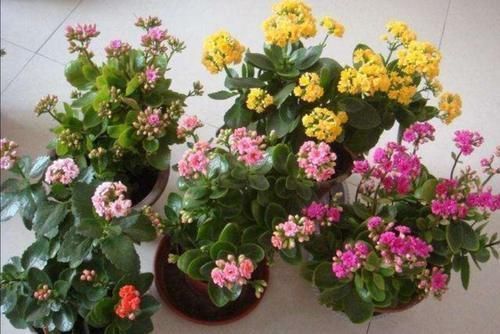 植株|什么花都养不好,就养2种花,开花漂亮,养护简单