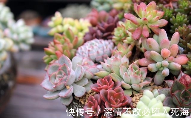 多肉冬天如果还浇水,还施肥,还受冻,那就等着叶片烂光光