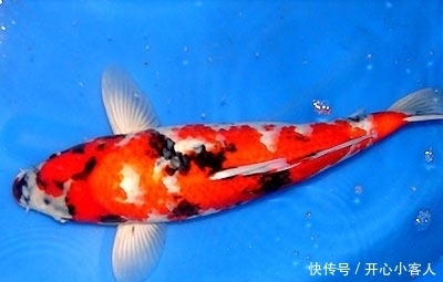 锦鲤水混如何换水!!!