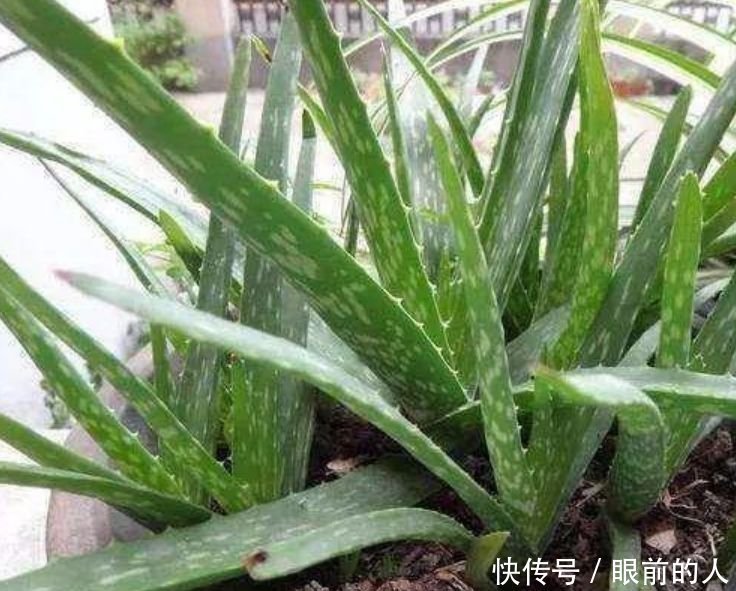 家里养上“3种花”,沾点水就疯长,不用费心,就能长的特别好