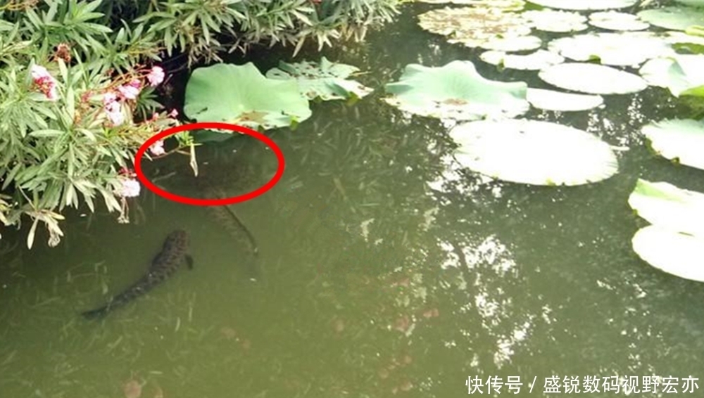 小黑鱼|梅雨季节钓黑鱼，用对了方法，比拉白条还容易！