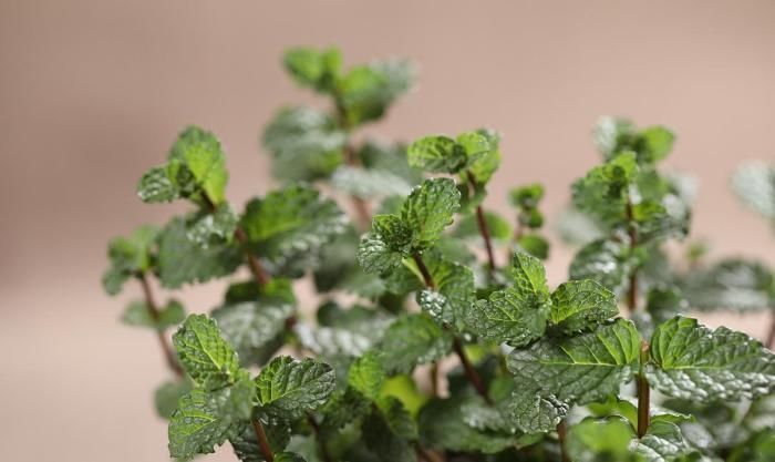 薄荷|卫生间放这3种“花”,耐阴除臭还杀菌,轻松告别厕所异味