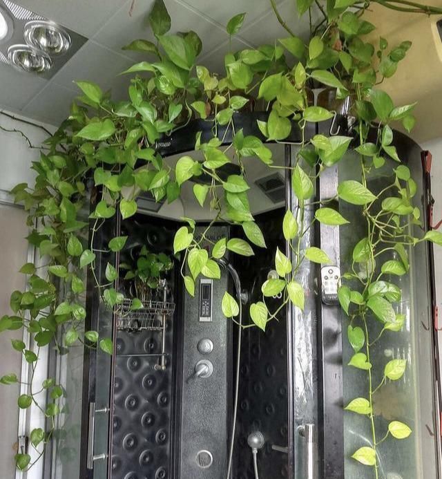 绿植|卫生间湿气大异味重，养这几盆花，有害气体吸光，变成绿森林