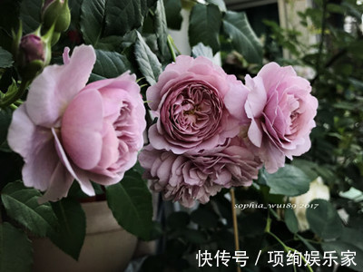 花仙子的阳台,30多种月季如瀑布,路人都停下来观望,太美了