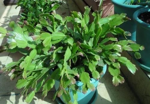 蟹爪兰多长时间浇一次水，多少才合适？