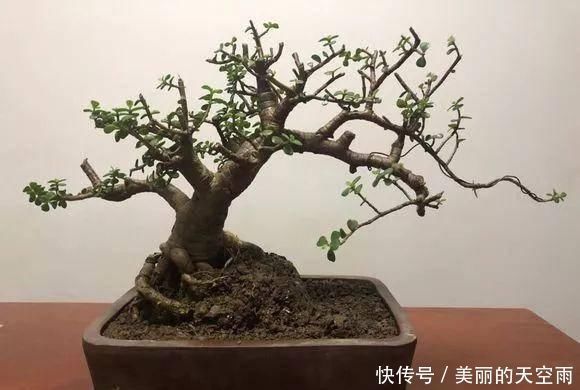 光照|想要把金枝玉叶养成漂亮的盆景,这么做就对了