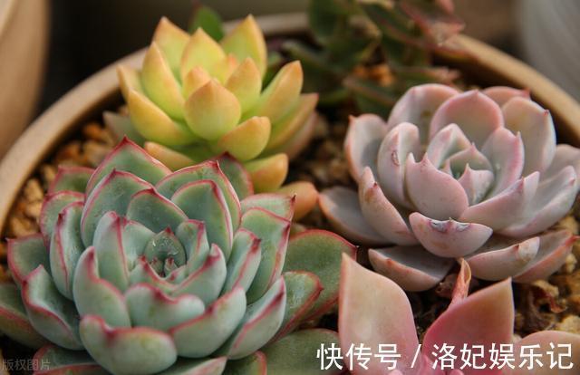 施肥|杨阿姨家的多肉15天浇一次生长水，3个月大变样，成就感满满