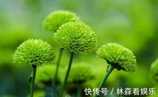 花期|养菊花不如养一盆“绿菊花”,花期长达120天,年年开花惊艳动人
