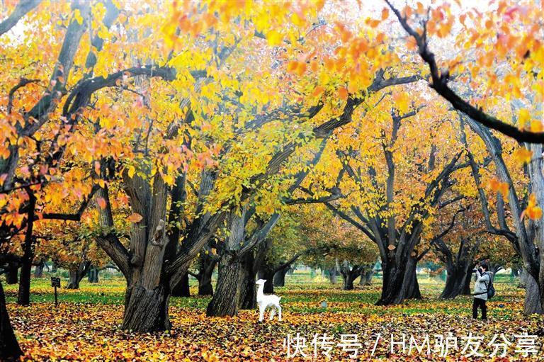 秋色|陇原秋意丨官鹅沟、兴隆山、什川梨园 山水之间看秋色尽染