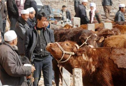 真的|牛被宰杀时为何会流眼泪?真的只是通人性吗,专家的解释令人动容