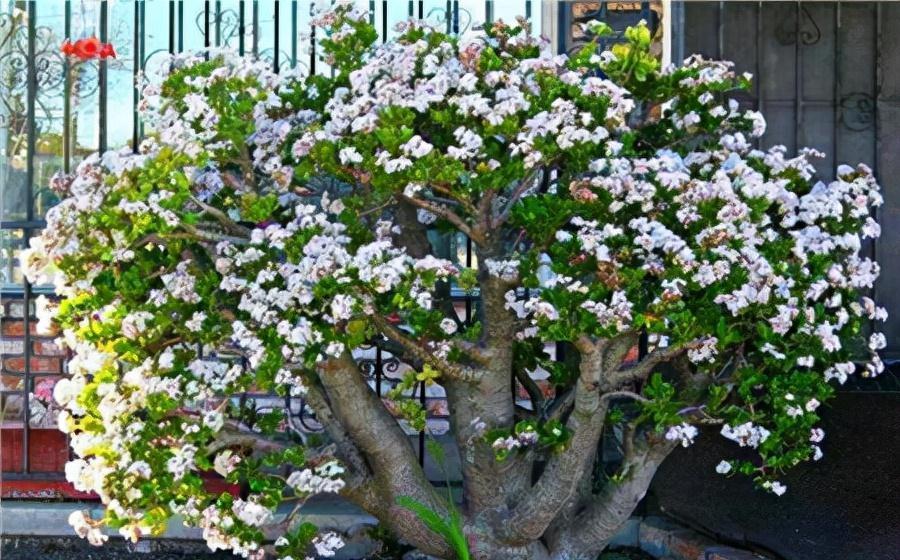 公认好养的“五种花”,漂亮又大气,还能养成老桩,越养越有价值