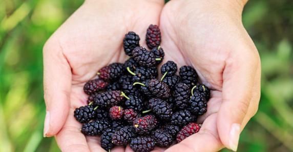 植物|有人因吃“桑葚”而死,医生:可以采摘野菜,但不要碰六种植物!