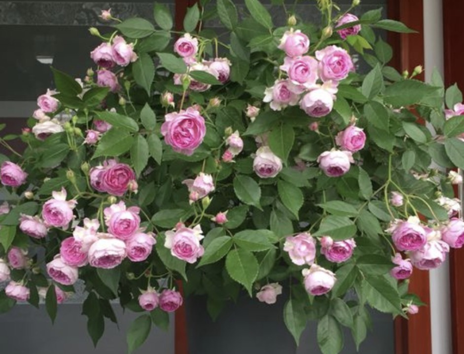 植物|居家养花种草,平时用它浇浇,植物就像打了鸡血一样蹭蹭疯长