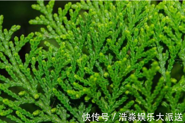 树叶|白发最好的解决办法,不用去染,一片树叶煮水洗头,简单又健康