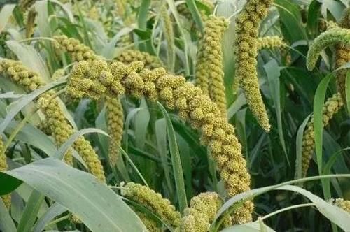 看完文章才知道,中国月季不止今天的美丽,还有辉煌的曾经