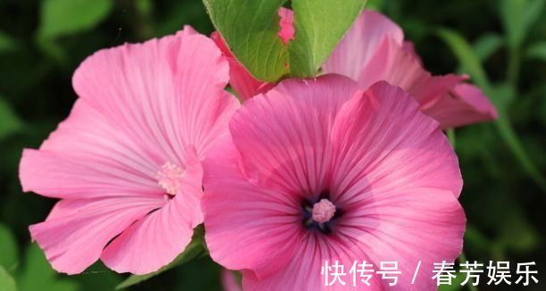 栽种|世上公认最美的4种花,开起花来“拦”不住,美不胜收,你养了吗