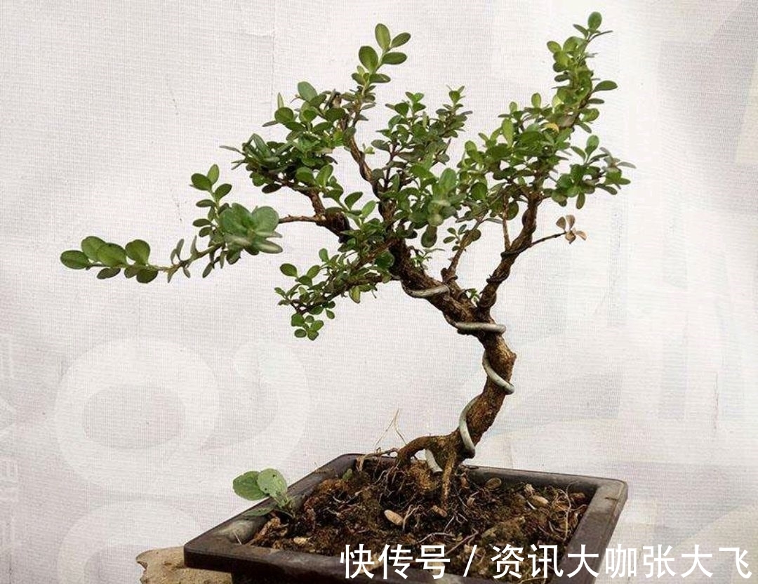 珍珠黄杨产在哪里?为何受人青睐?怎样养护?