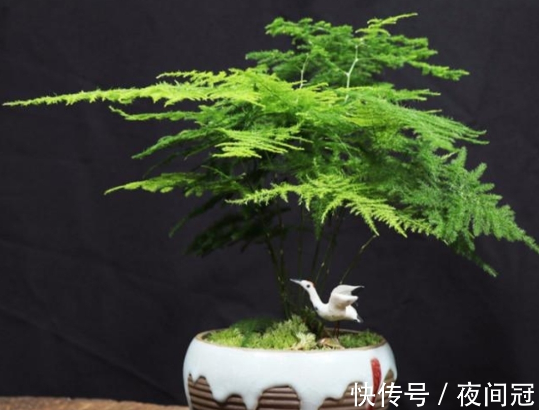 怎样让文竹保持低矮造型?在养护时,只需给它做这几件事