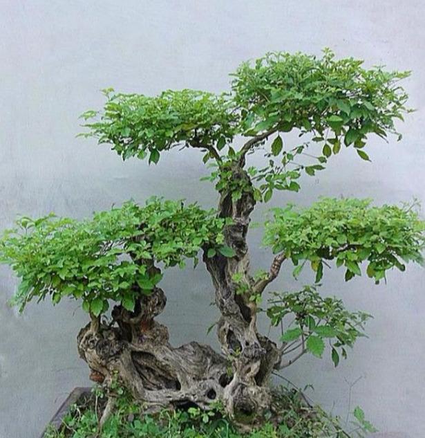 老桩盆景发芽了该怎样修剪修剪时间很重要,别剪错哦!