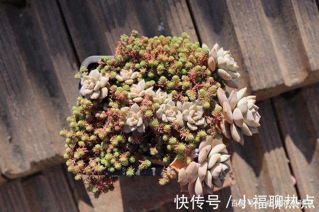 这10种多肉不太好养，爱黑腐、化水，养起来没有成就感