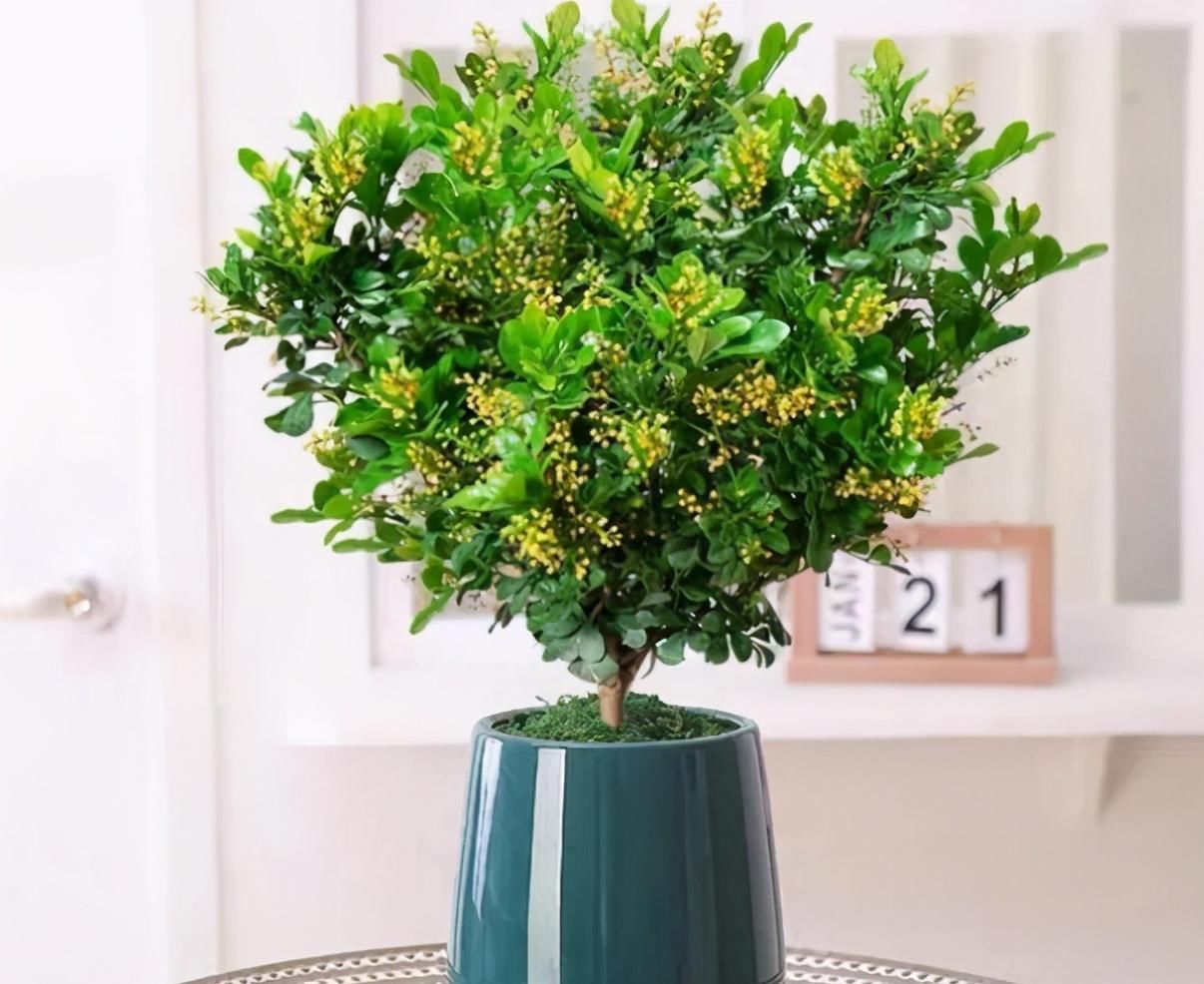 光照|这5种花卉堪称活香水，养1盆满屋子飘香