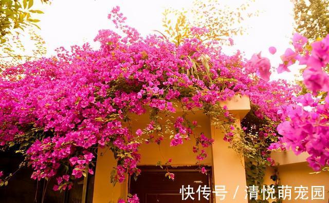 朋友|过年在朋友家住，院子设计太美了，满院子都是花卉，拍给大家看看