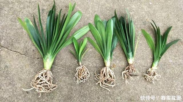 这4种花“生崽”高产量,长1年撑破花盆,1次分出20棵