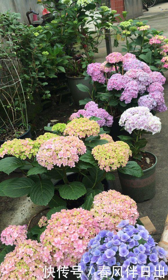 春天买绣球,“老的”不如小的好,便宜好养,开花劲头大