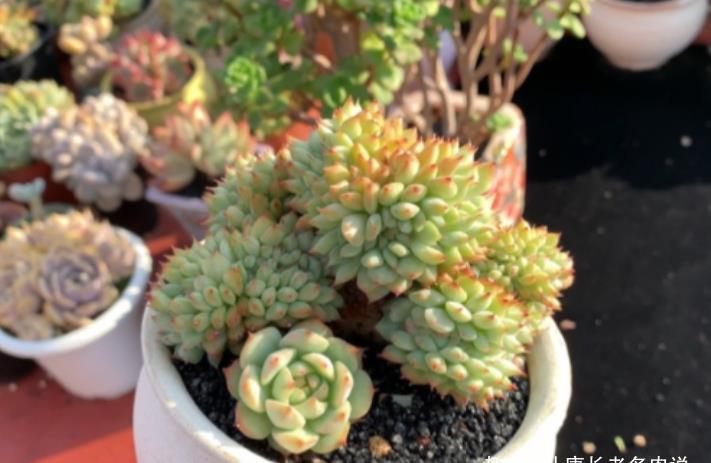 侧芽|养多肉的路上挂掉的多肉数不胜数,哪些品种挂掉之后让你最心痛?