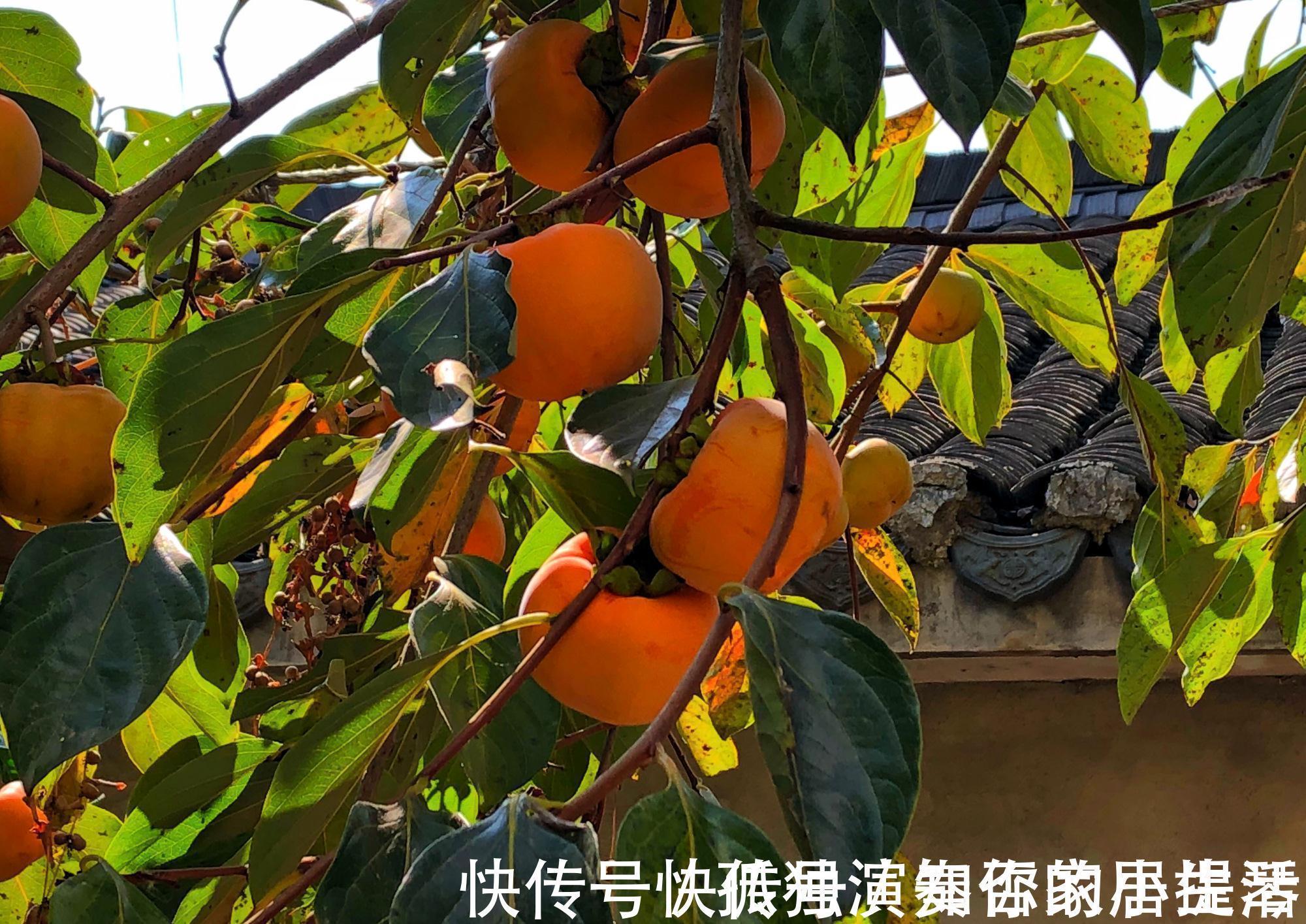 果树|3种“养人树”,漂亮有香味,能吃能观赏,建议至少养一种